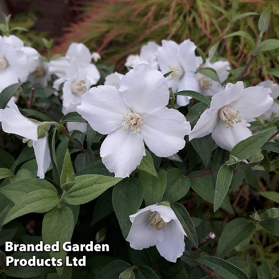 Philadelphus 'Petite Perfume White'