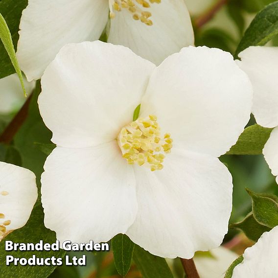 Philadelphus 'Petite Perfume White'