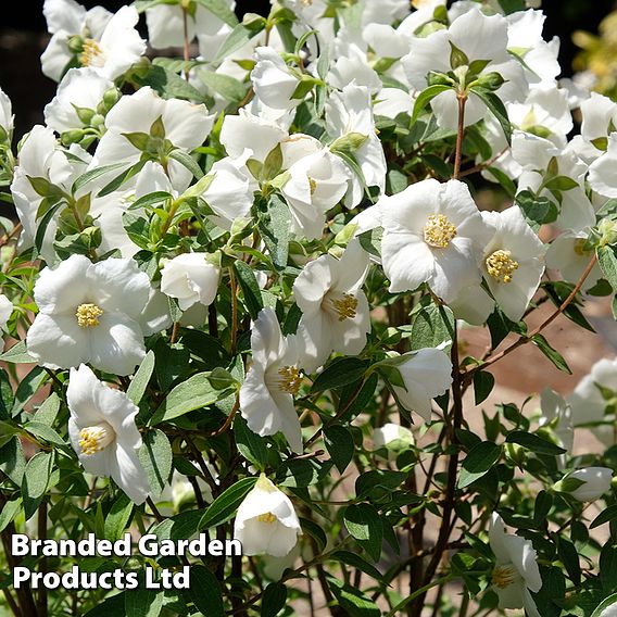 Philadelphus 'Petite Perfume White'