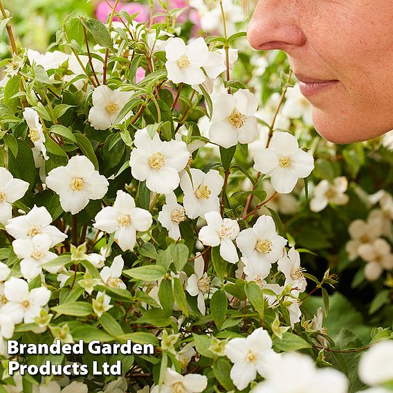 Philadelphus 'Petite Perfume White'