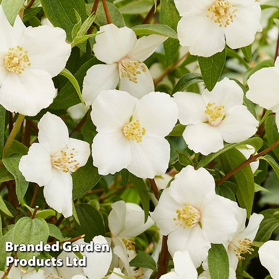 Philadelphus 'Petite Perfume White'