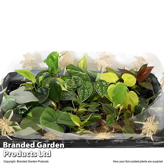 Philodendron Starter Mix