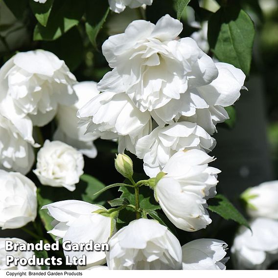 Philadelphus 'Virginal'