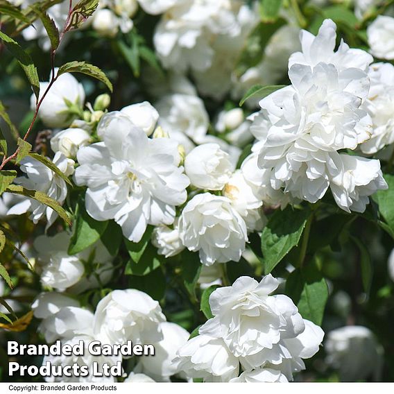 Philadelphus 'Virginal'