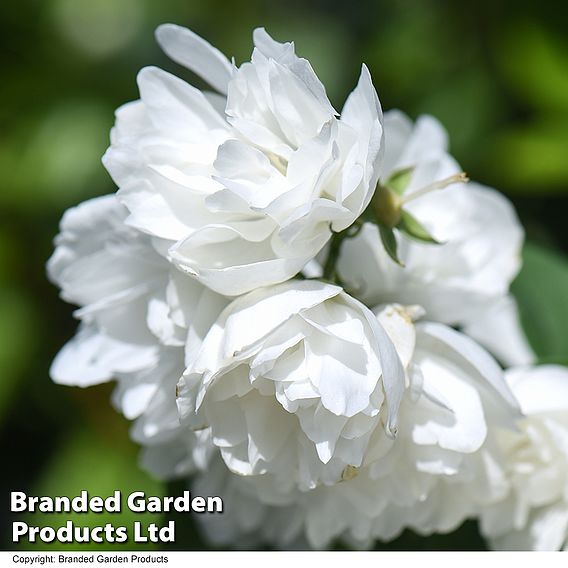 Philadelphus 'Virginal'