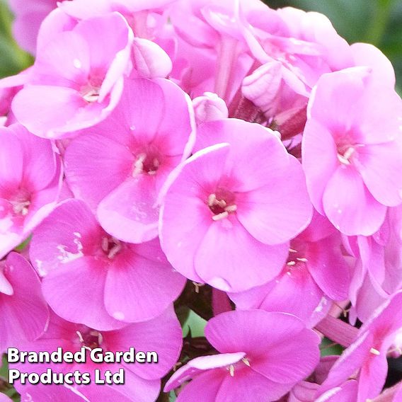 Phlox paniculata 'Cosmopolitan'