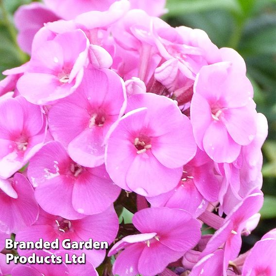 Phlox paniculata 'Cosmopolitan'