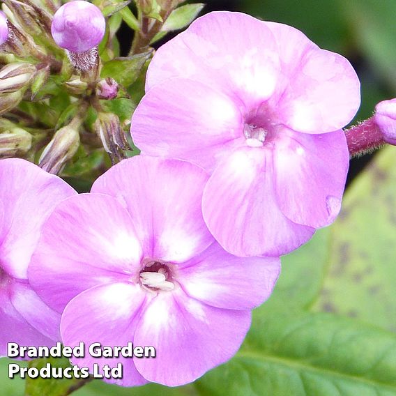 Phlox paniculata 'Lilac Flame'