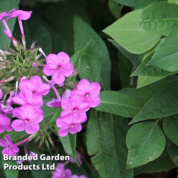 Phlox paniculata 'Blue Boy'