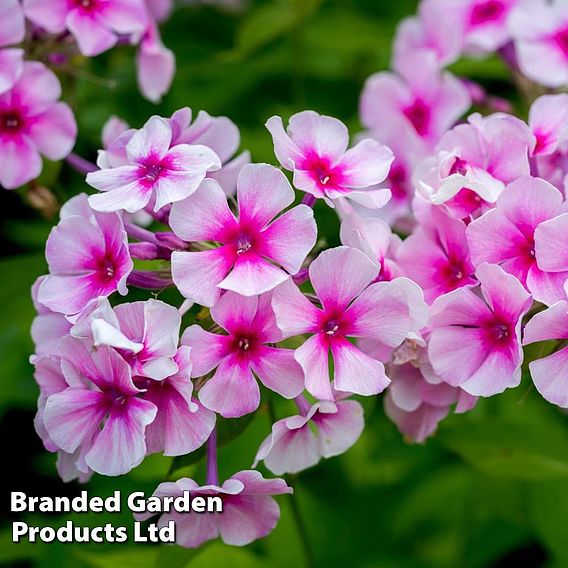 Phlox paniculata 'Bright Eyes'