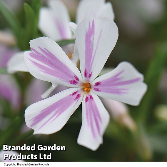 Phlox subulata 'Candy Stripe'