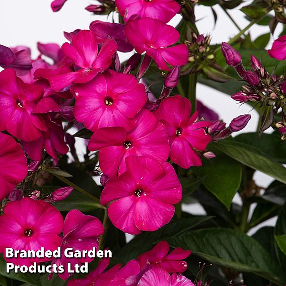 Phlox paniculata Famous Magenta