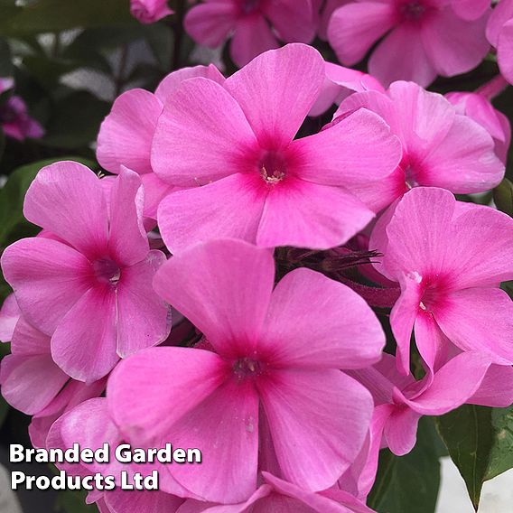 Phlox paniculata 'Famous Pink Dark Eye'