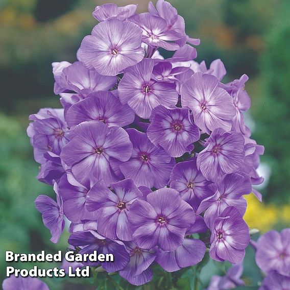 Phlox paniculata 'Laura'