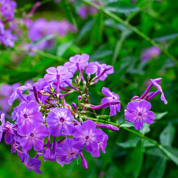 Phlox paniculata 'Laura'