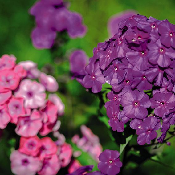 Phlox paniculata 'Laura'