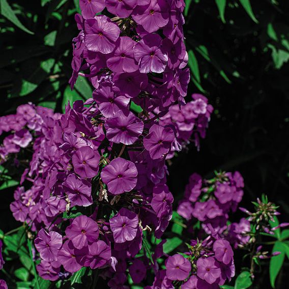 Phlox 'Nicky'