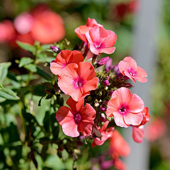 Phlox 'Orange Perfection'