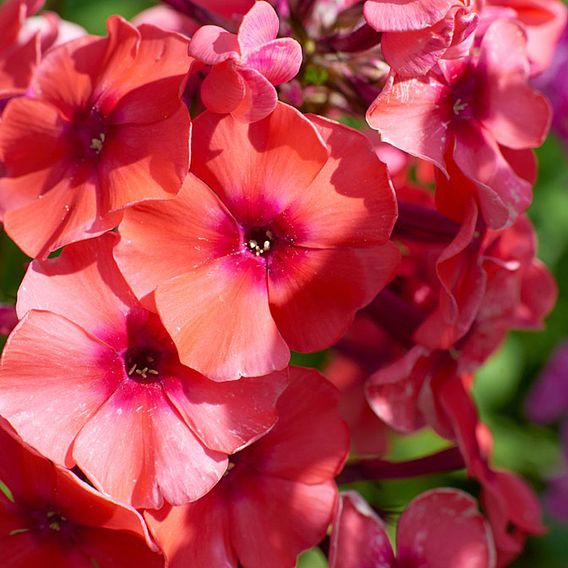 Phlox 'Orange Perfection'