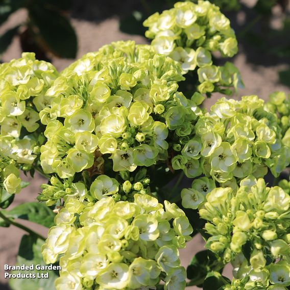 Phlox paniculata 'Orchid Green'