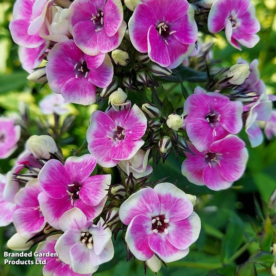 Phlox paniculata 'Orchid Yellow'