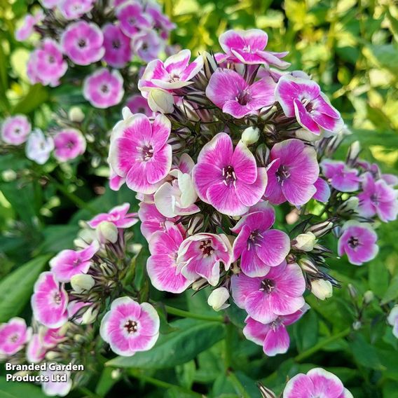 Phlox paniculata 'Orchid Yellow'