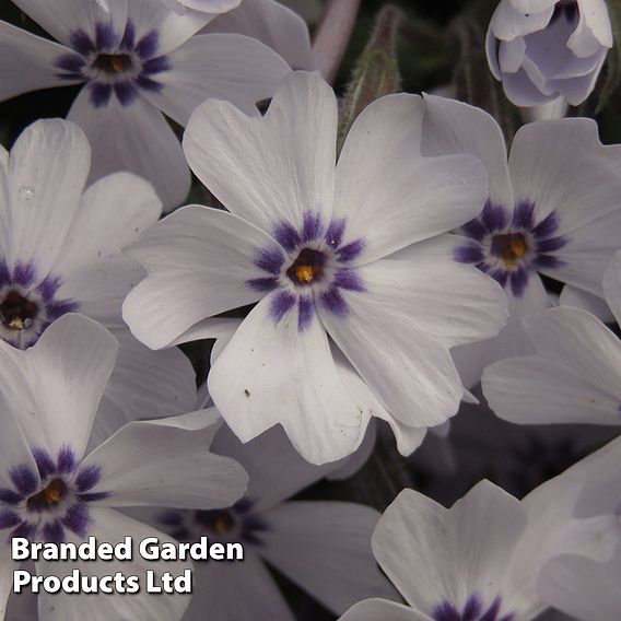 Phlox 'Pharao Blue Eye'