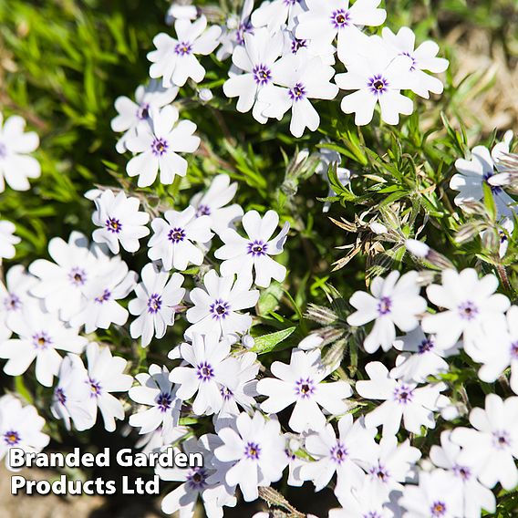 Phlox 'Pharao Blue Eye'