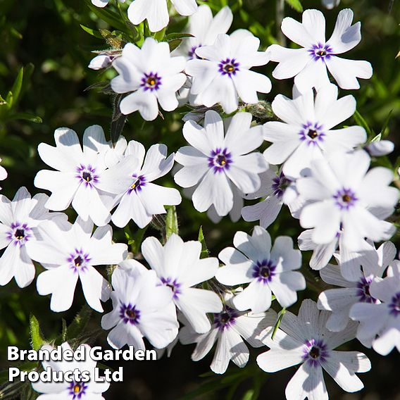 Phlox 'Pharao Blue Eye'