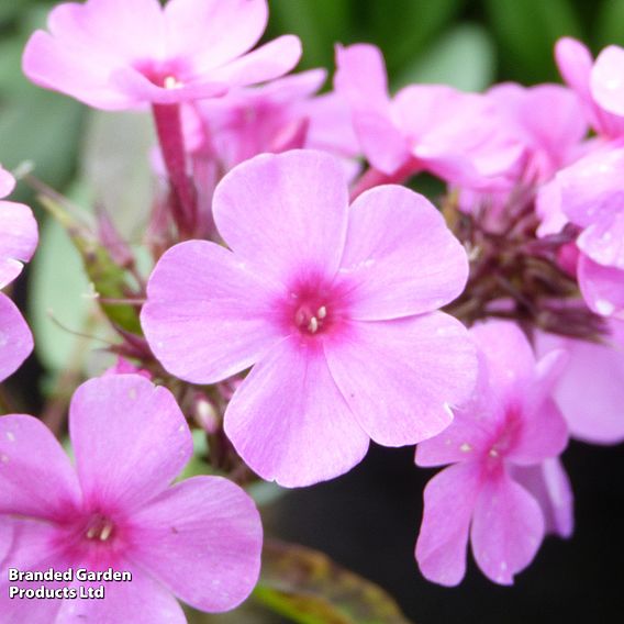 Phlox paniculata 'Pink Eye Flame'