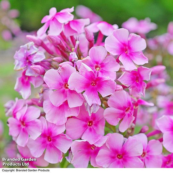 Phlox paniculata 'Pink Eye Flame'