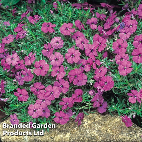 Phlox douglasii 'Red Admiral'