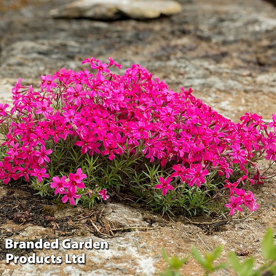 Phlox douglasii 'Red Admiral'