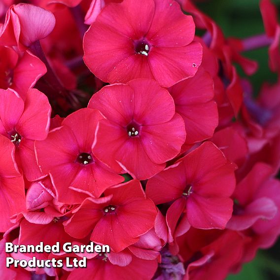 Phlox paniculata x arendsii 'Miss Mary'