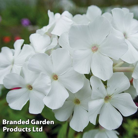 Phlox paniculata 'Rembrandt'