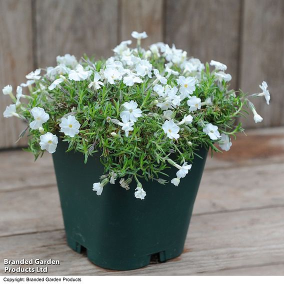 Phlox douglasii 'White Admiral'