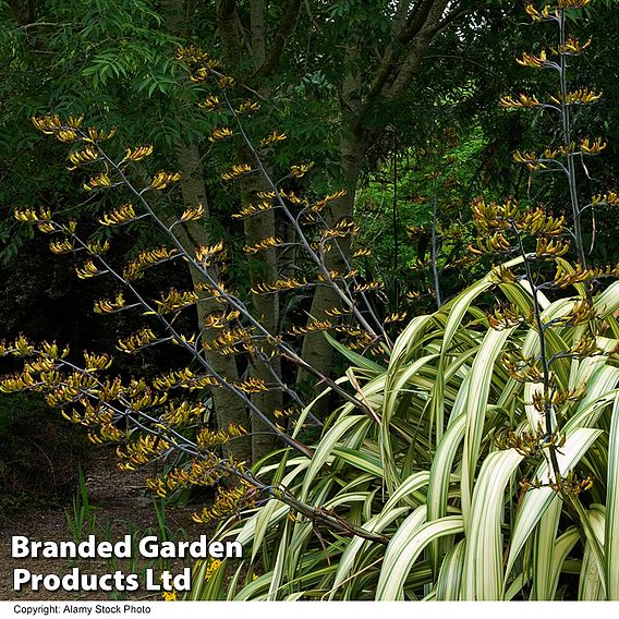 Phormium 'Cream Delight'