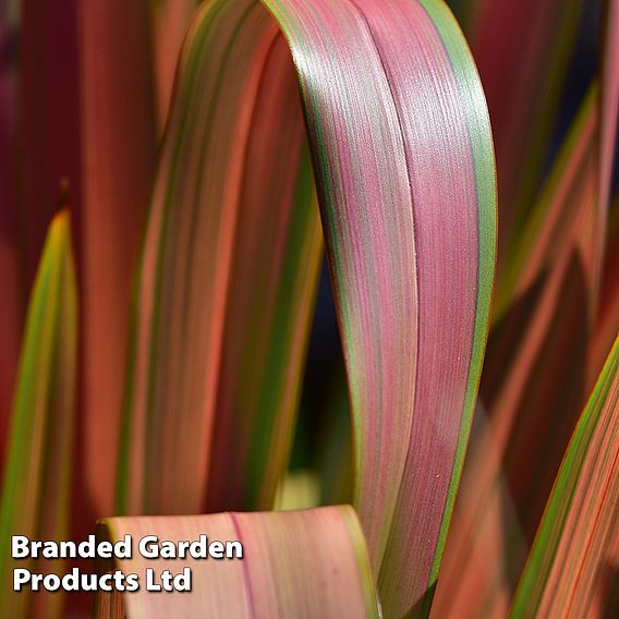 Phormium 'Jester'