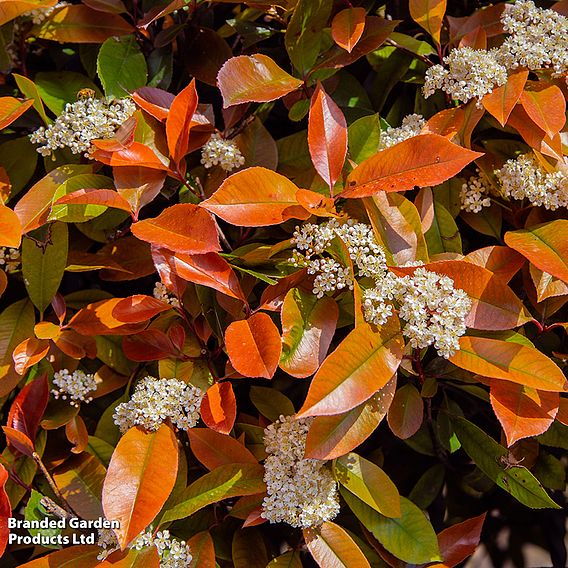 Photinia fraseri 'Little Red Robin'