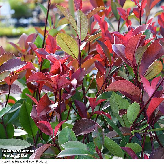 Photinia fraseri 'Little Red Robin'