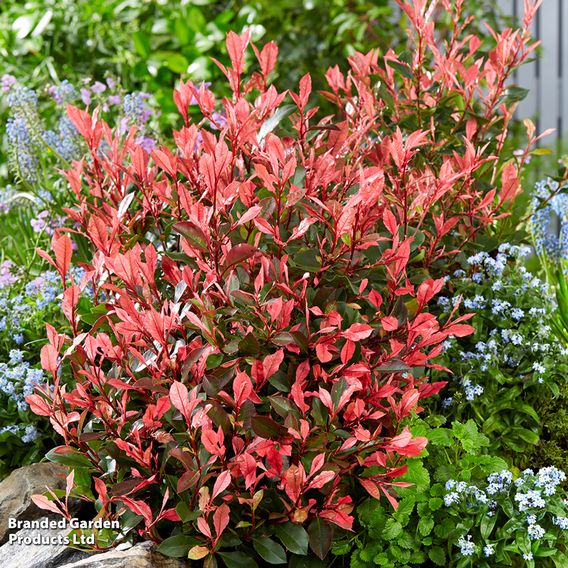 Photinia x fraseri 'Little Fenna'