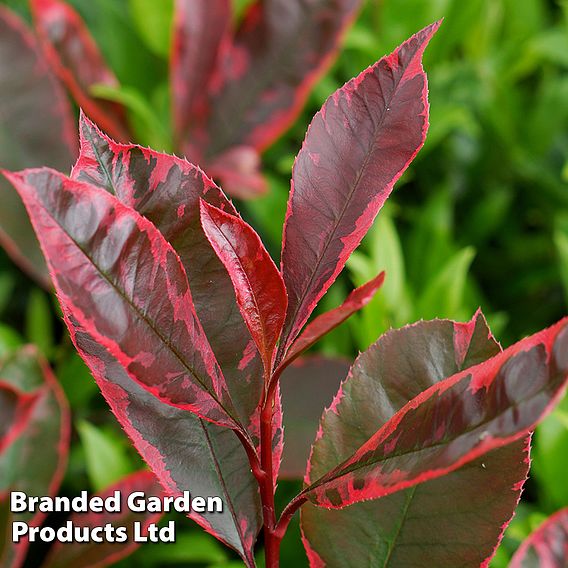 Photinia fraseri 'Louise'