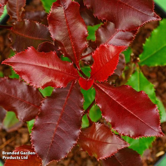 Photinia x fraseri 'Magical Volcano'