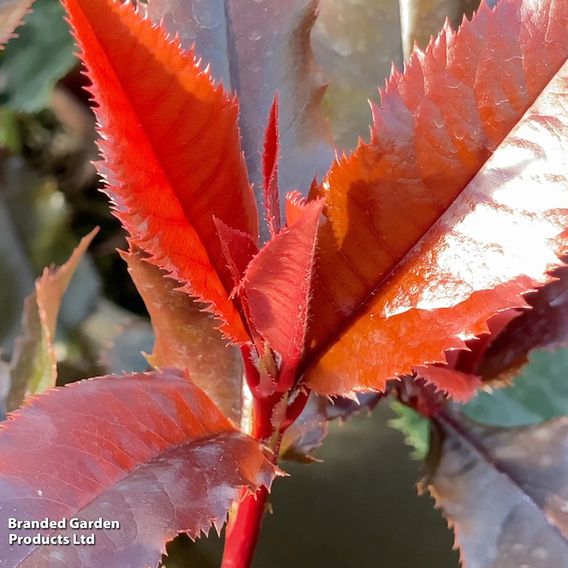 Photinia x fraseri 'Magical Volcano'