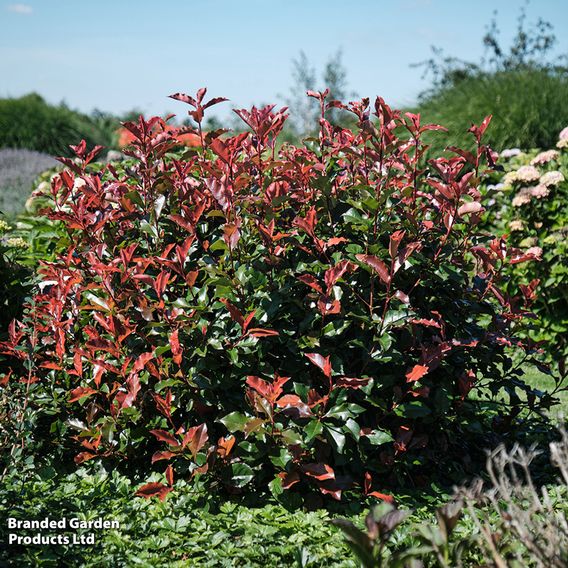 Photinia x fraseri 'Magical Volcano'