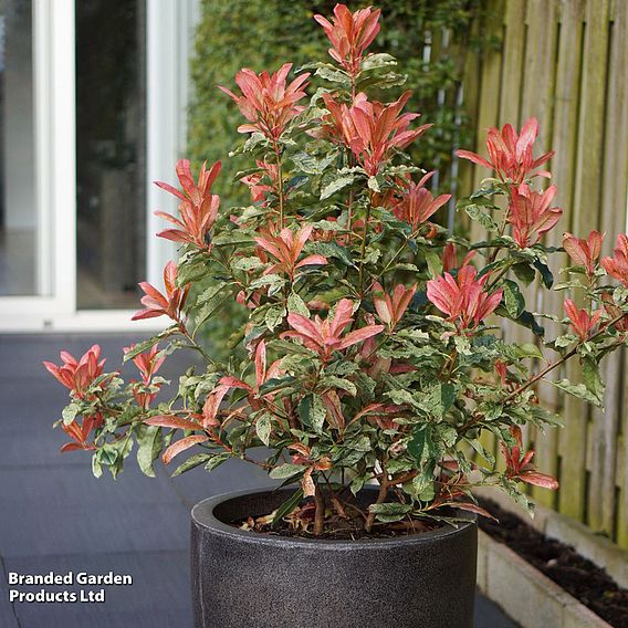 Photinia 'Pink Crispy'