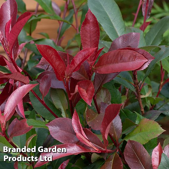 Photinia x fraseri 'Red Robin'