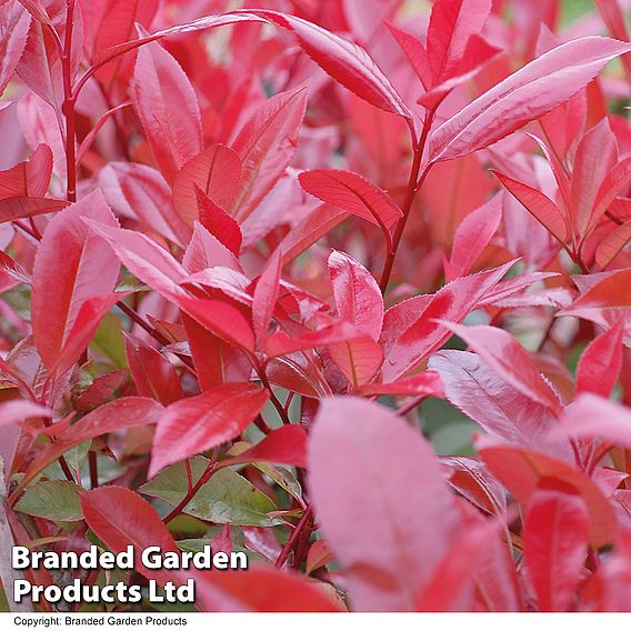 Photinia x fraseri 'Red Robin'