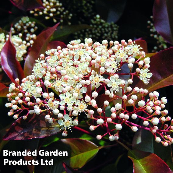 Photinia x fraseri 'Red Robin'