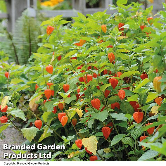 Physalis alkekengi var. franchetii